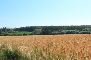 sentier-haute-haine-photo