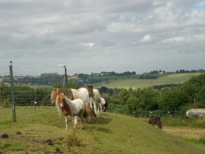 sentier-haute-haine-photo