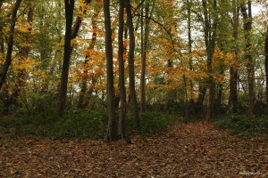 sentiers-de-la-haute-haine
