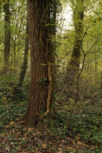 sentiers-de-la-haute-haine