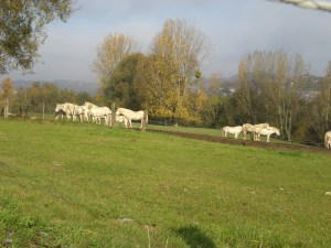 Carnieres- Manade- Collarmont