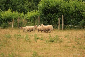 Sentiers-de-la-haute-haine-balades