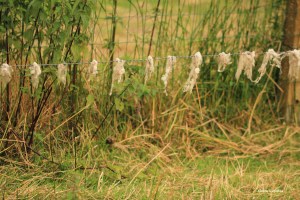Sentiers-de-la-haute-haine-balades