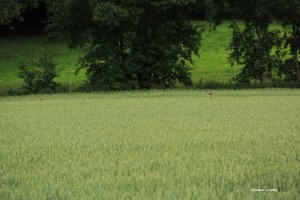 Sentiers-de-la-Haute-Haine-Balades