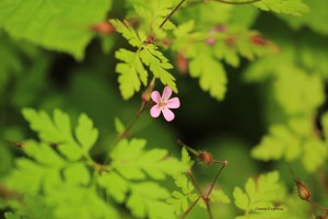 Sentiers-de-la-Haute-Haine-balades