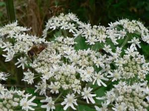 Carnieres-balades-SHH