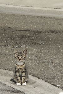 Carnieres-balades-SHH