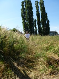 Mont-Sainte-Aldegonde-en-fete