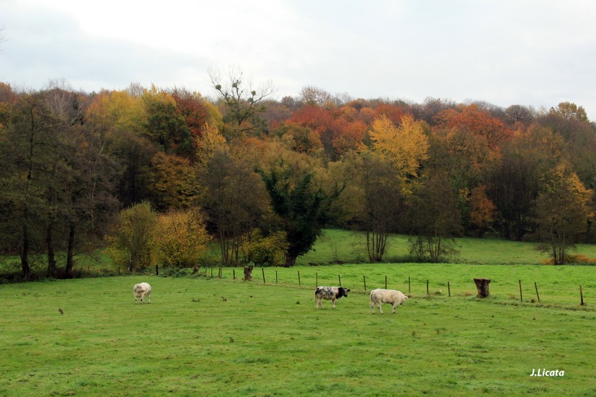 Sentiers-de-la-Haute-Haine-Photo