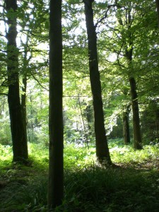 Carnieres-bois-des-vallées
