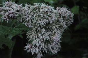 Carnières Bois des Vallées