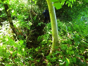 Carnieres-sentier-des-castelets