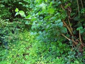 Carnières-sentier-des-castelets