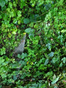 Carnieres-sentier-des-castelets
