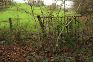 Carnieres -Bois d'hairmont