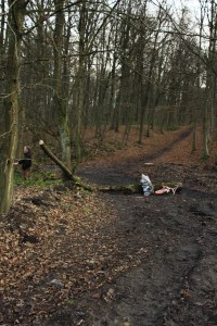 Bois de Mariemont Arbres