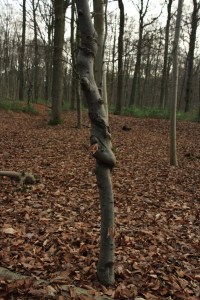 Bois de Mariemont Arbres