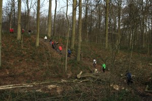 Bois de Mariemont Arbre