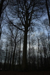 Bois de Mariemont Hetre
