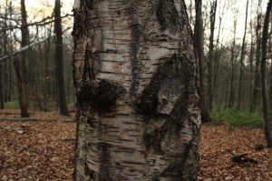 Bois de Mariemont Arbres