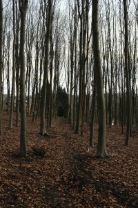 Bois de Mariemont Arbres
