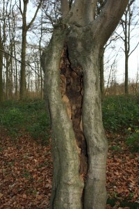 Bois de Mariemont Arbres