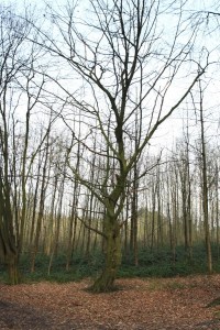 Bois de Mariemont Arbres