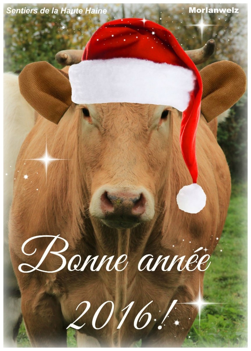 Carte de Voeux 2016 orlanwelz