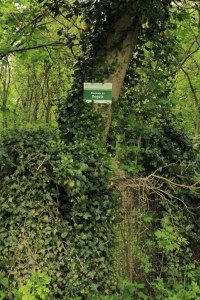 Sentiers-de-la-haute-Haine-3727