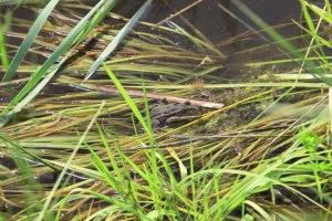 Terril de la Cokerie-Anderlues