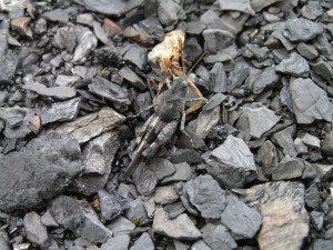 Terril de la Cokerie-Anderlues