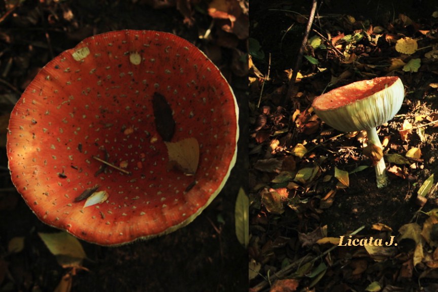 champignons2017-sign