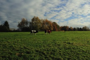 Sentiers de la Haute Haine-balades 2017