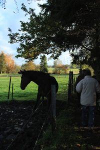 Sentiers de la Haute Haine-balades 2017