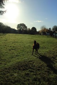 Sentiers de la Haute Haine-balades 2017