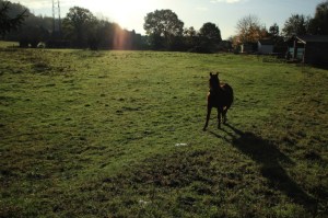 Sentiers de la Haute Haine-balades 2017