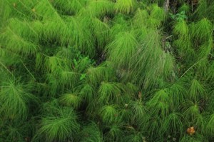 Sentiers de la Haute Haine-balades 2017