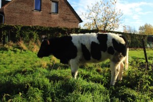 Sentiers de la Haute Haine-balades 2017