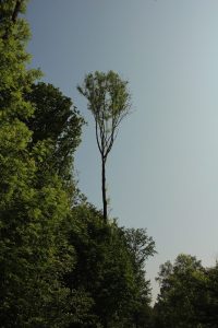 Mariemont-Balade-Sentiers