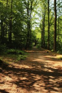 Mariemont-Balade-Sentiers