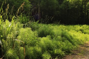 Mariemont-Balade-Sentiers