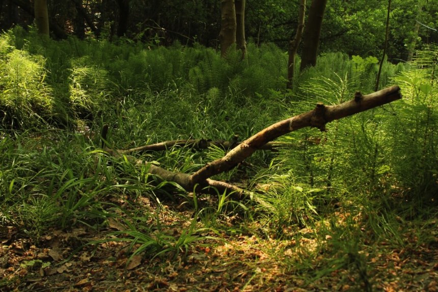 Mariemont-Balade-Sentiers