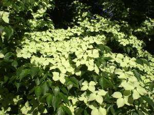 Cornus Kousa