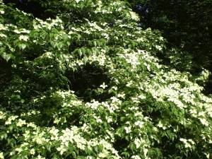 Cornus Kousa