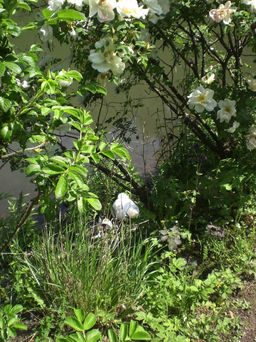 Mariemont-Balade-Sentiers