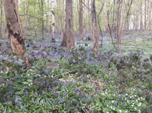 Sentiers-de-la-haute-haine-Photo-Carnières